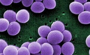  staphylococcus